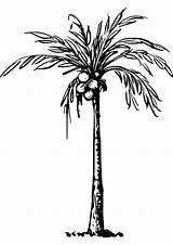 Coconut Tree Palm Clip Svg Coloring Pages Pngkit sketch template