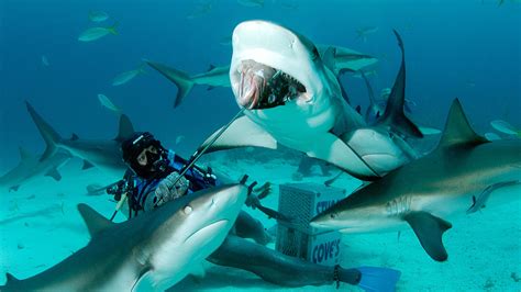 shark adventure  tank scuba diving trip  bahamas