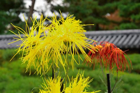 kunst van chrysant de bloemen van sagakiku kyoto japan stock afbeelding image  bloei