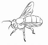 Bee Coloring Insects sketch template