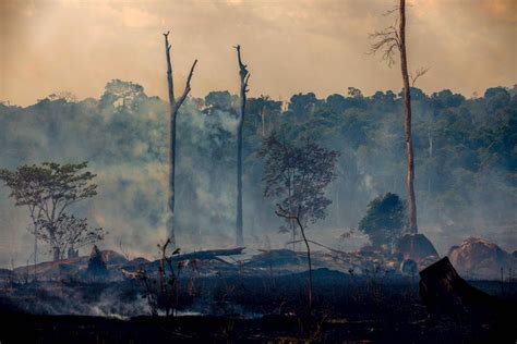 amazon rainforest fire  deforestation    lucrative vox