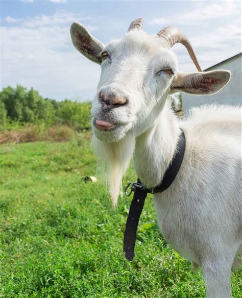 goat horns     horned goats rural living today