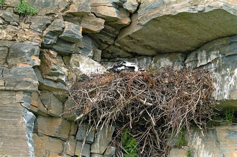 drones   locate golden eagle nests dronedj