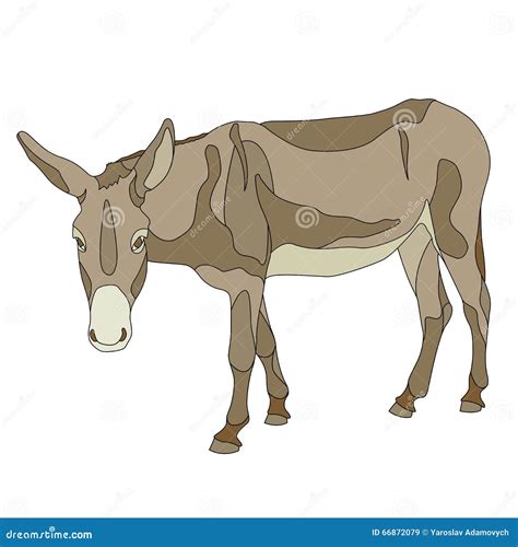 donkey outline color isolated stock vector illustration  domestic