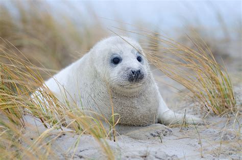 months  recovery gray seal returns   ocean wtop news