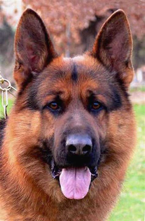 home security dogs titan german shepherds