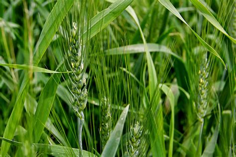 griggs dakota flowering wheat