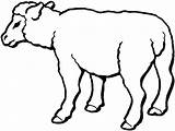 Sheep Coloring Mewarnai Ovejas Kolorowanki Hewan Pecore Lamb Druku Colorare Owce Disegni Domba Gregge Animasi Kartun Kurban Qurban Presepe Sapi sketch template