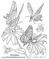 Coloring Pollination Butterfly Butterflies Oh Designlooter Pollinator Pages 69kb 300px sketch template