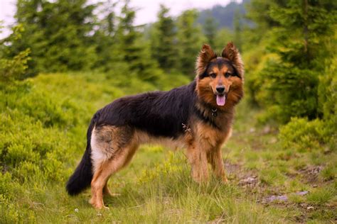 dog breeds     german shepherds