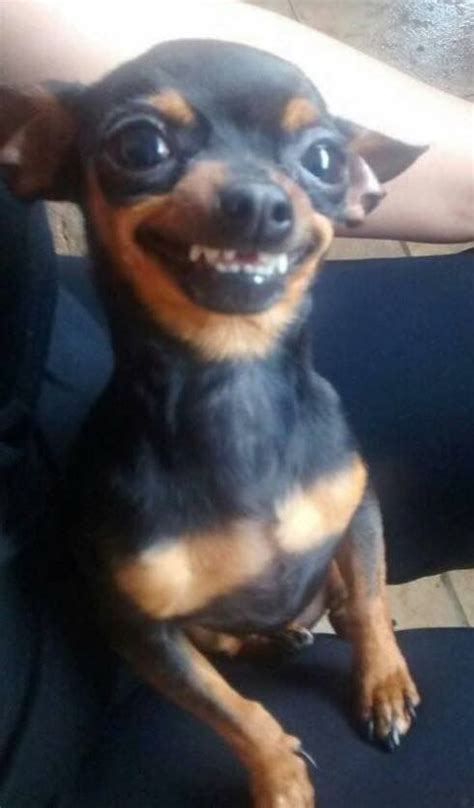 Bonita Sonrisa Mascotas Memes Memes De Perros