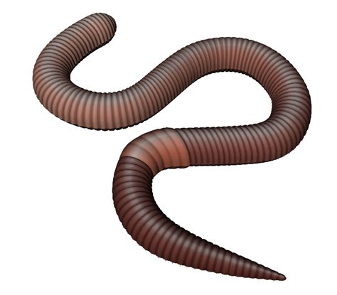 earthworm clip art observe clipart png