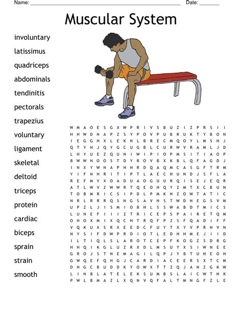 muscular system word search wordmint