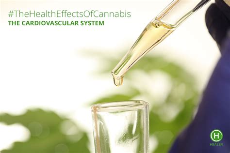 the health effects of cannabis cardiovascular system