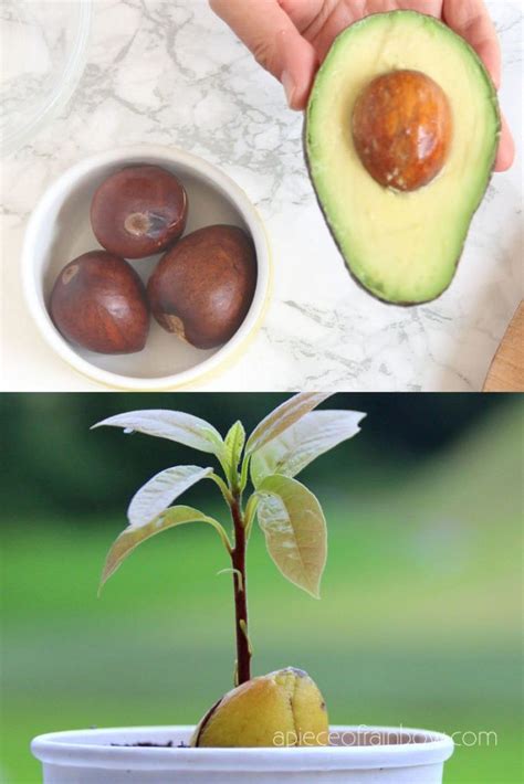 How To Grow Avocado From Seed 2 Easy Ways Avocado Plant From Seed