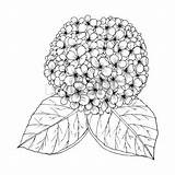 Hydrangea Coloring 49kb 450px sketch template