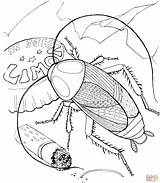 Coloring Cockroach Template sketch template