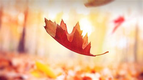 autumn leaves falling   ground windows spotlight images