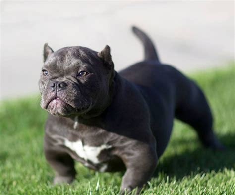 tiny american bully breed dog image bleumoonproductions
