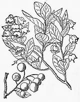 Huckleberry Blueberries Bilberries Cranberries Huckleberries Randy sketch template