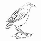 Bird Coloring Pages Crow Printable Color Top sketch template