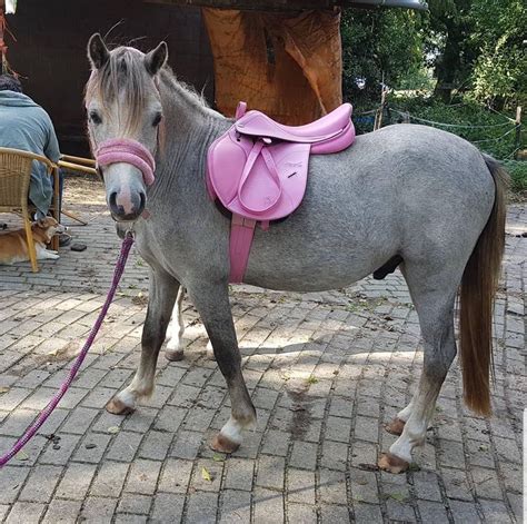 pretty  pink  dream pony horses pony rides pony saddle