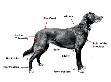 canine anatomy  canine fitness innovations