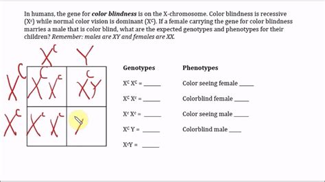 Design 50 Of Color Blind Punnett Square Example