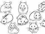 Hamster Ausmalbilder Ausdrucken Criceto Malvorlagen Colorare Krone Kopf Disegno sketch template
