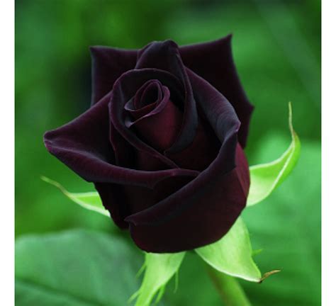 buy black rose seeds pack of 5 seeds online at cheap price india s biggest plants and seeds shop