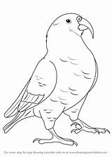 Kea Draw Drawing Step Bird Birds Tutorials Drawings Nz Drawingtutorials101 Learn Sketch Animals Silhouette Choose Board sketch template