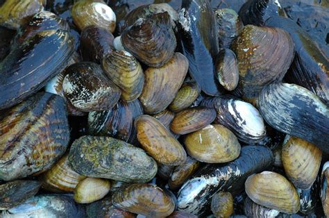 fisheries blog   mussels matter