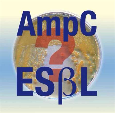 ampc  esbl microbiology medical