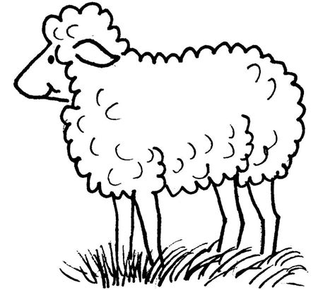sheep  animals  printable coloring pages