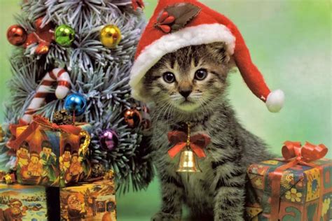 double negative hey  christmas heres  cat