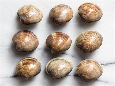 guide  clam types