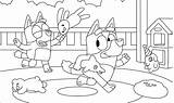 Bluey Colouring Abc Kids Jouer Xcolorings Lia sketch template