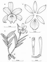 Cattleya Orchid Drawing Getdrawings sketch template