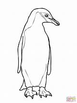 Penguin Coloring Chinstrap Drawing Outline Emperor King Cute Pages Printable Penguins Adelie Getdrawings Getcolorings Color Paintingvalley Comments sketch template