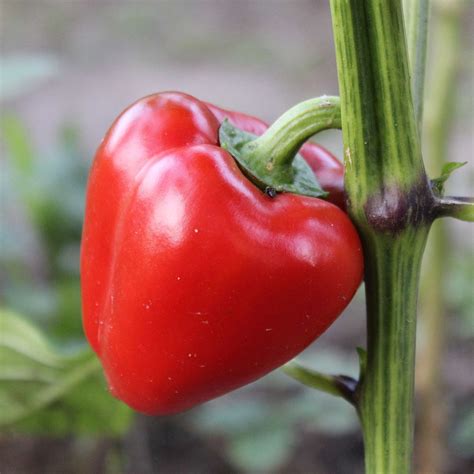 mini bell red sweet pepper garden seeds  seeds  gmo vegetable gardening seeds