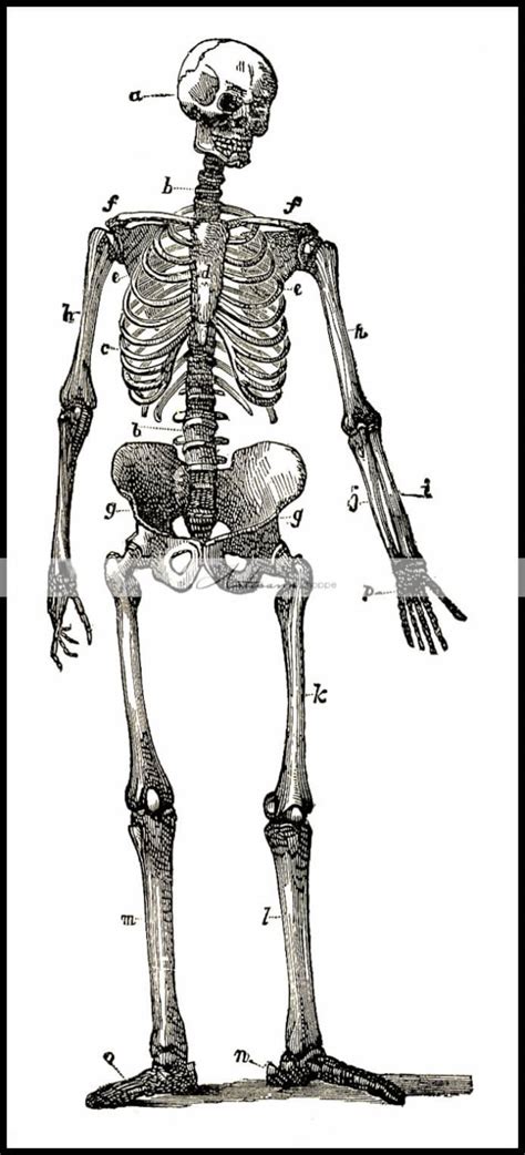 digital  printable skeleton diagram illustration etsy