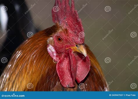 hekel aan het hoofd van de roemeense bevolking stock afbeelding image  voedsel vogel