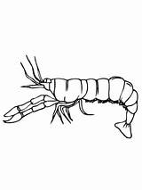 Crawfish Printable Drawing Side Coloring Pages Clipart Getdrawings Webstockreview sketch template