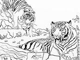 Colouring Tigers Tiger Pages Coloring Wildlife Easter Adults Eggs Sheet sketch template