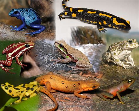 amphibians  species   world  images photographie