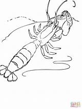 Gambero Gamberi Alto Shrimp Prawn Coloriage Pac Pagine Stampabili Fantasma Gamberetto Gaddynippercrayons sketch template