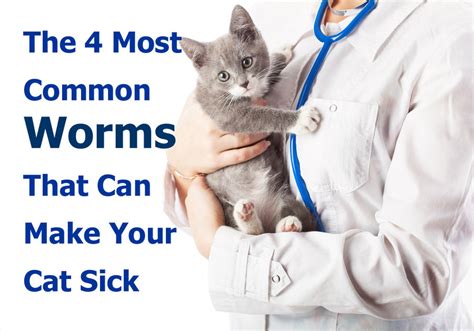 The 4 Most Common Worms That Can Make Your Cat Sick