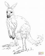 Coloring Pages Kangaroo Kangaroos Drawing Grey Outline Eastern Printable Drawings Getdrawings Dot sketch template
