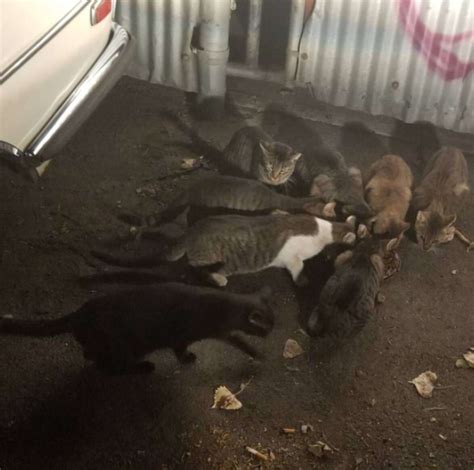 guy feeds stray cats and helps over 1 000 of them the dodo