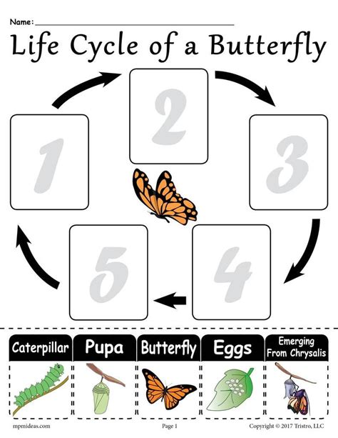 printable life cycle   butterfly cut  paste